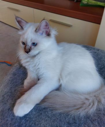 Heilige birma kitten ,letzte Mädchen abgabebereit