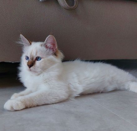 Heilige birma kitten ,letzte Mädchen abgabebereit