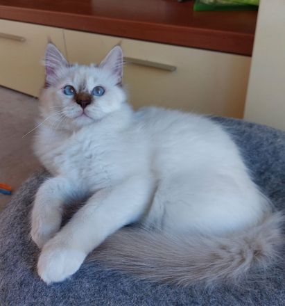 Heilige birma kitten ,letzte Mädchen abgabebereit