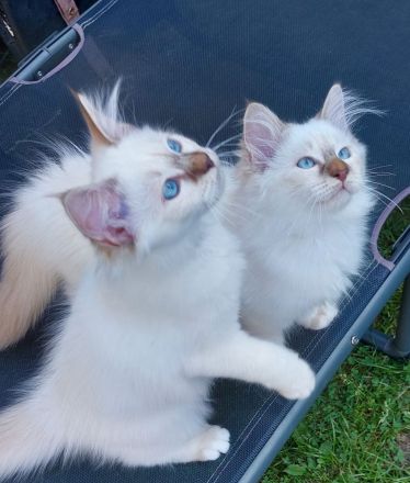 Heilige birma kitten abgabebereit