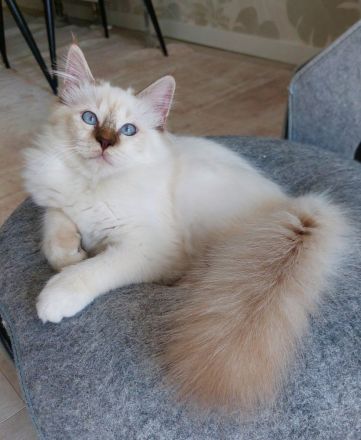 Heilige birma kitten