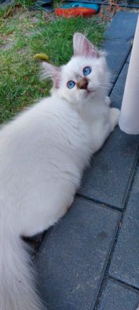 Heilige birma kitten abgabebereit