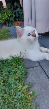 Heilige birma kitten abgabebereit