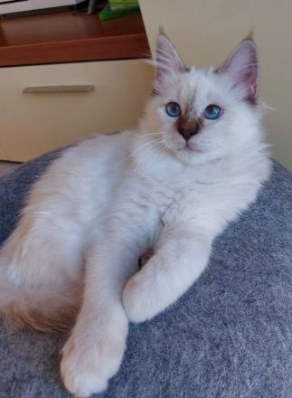 Heilige birma kitten ,letzte Mädchen abgabebereit