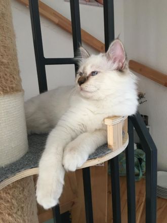 Heilige birma kitten