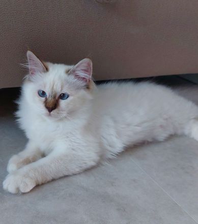 Heilige birma kitten ,letzte Mädchen abgabebereit