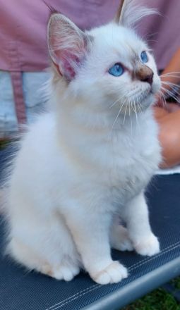 Heilige birma kitten abgabebereit