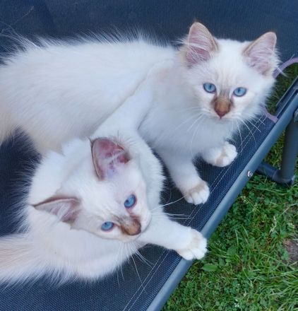 Heilige birma kitten abgabebereit