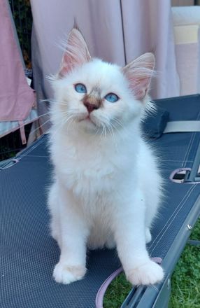 Heilige birma kitten abgabebereit