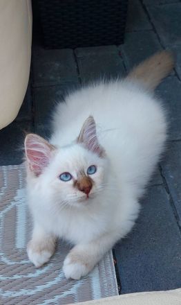 Heilige birma kitten abgabebereit