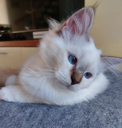 Heilige birma kitten ,letzte Mädchen abgabebereit