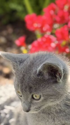 Russisch Blau Kitten mit Stammbaum