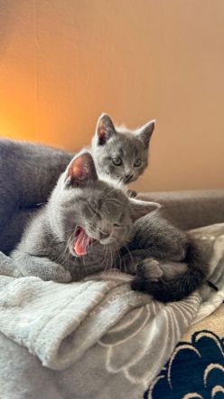 Russisch Blau Kitten mit Stammbaum