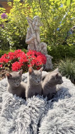 Russisch Blau Kitten mit Stammbaum