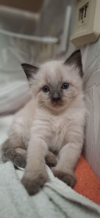 Reinrassige Siamkitten