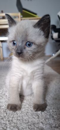 Reinrassige Siamkitten
