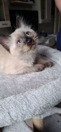 Reinrassige Siamkitten
