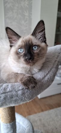 Reinrassige Siamkitten