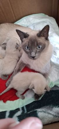 Reinrassige Siamkitten