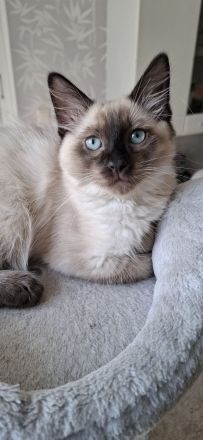 Reinrassige Siamkitten