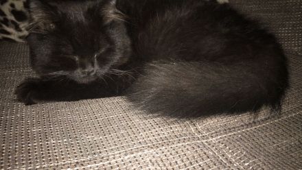 2 wunderschöne BLH Kitten
