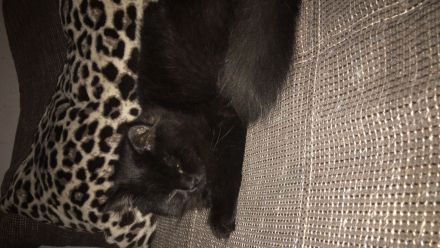 2 wunderschöne BLH Kitten