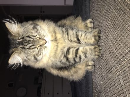2 wunderschöne BLH Kitten
