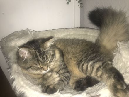 2 wunderschöne BLH Kitten