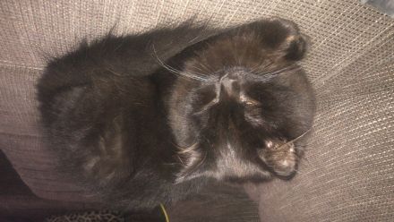 2 wunderschöne BLH Kitten