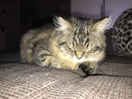 2 wunderschöne BLH Kitten