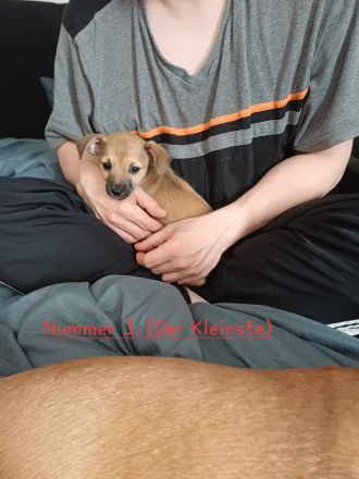 Fünf süße Chihuahua Jack Russel Mix Welpen
