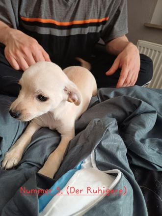 Fünf süße Chihuahua Jack Russel Mix Welpen