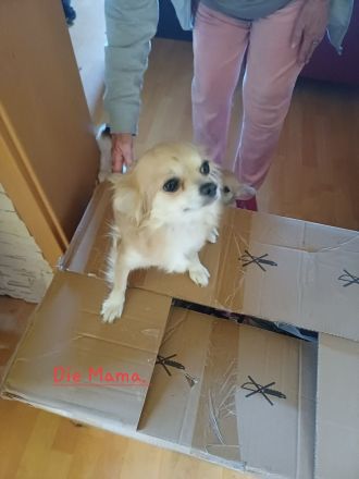 Fünf süße Chihuahua Jack Russel Mix Welpen