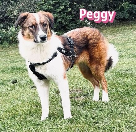 Peggy, 11/25 - süßes Mädel wartet in 40723 Hilden