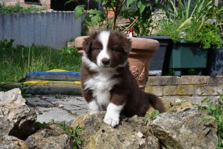 Border Collie Welpen in wunderschönen Farben
