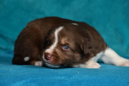 Border Collie Welpen in wunderschönen Farben