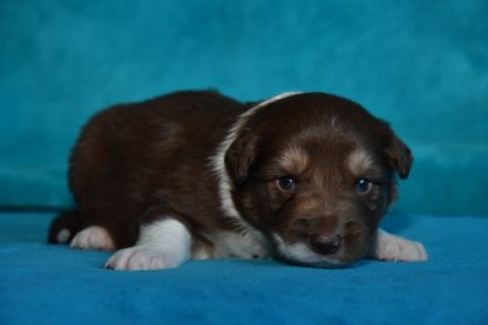 Border Collie Welpen in wunderschönen Farben