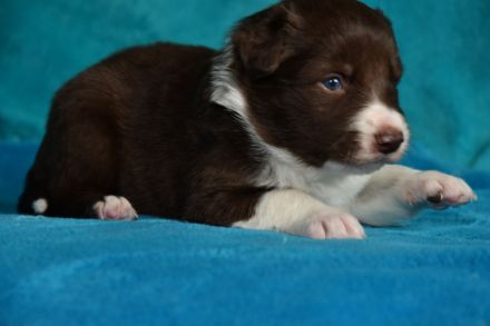 Border Collie Welpen in wunderschönen Farben