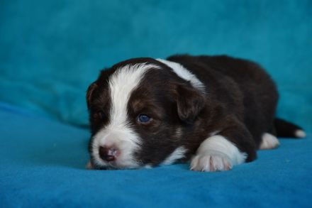 Border Collie Welpen in wunderschönen Farben