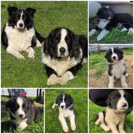 Verkaufe süße Bordercollie Welpen