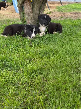 Verkaufe süße Bordercollie Welpen
