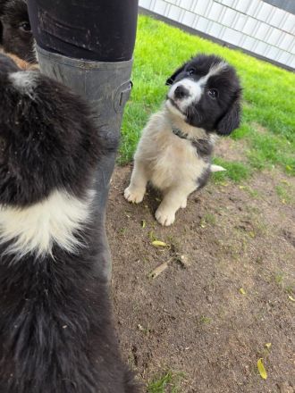 Verkaufe süße Bordercollie Welpen