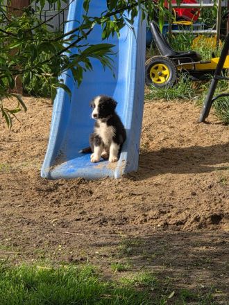 Verkaufe süße Bordercollie Welpen