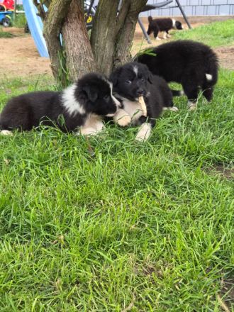 Verkaufe süße Bordercollie Welpen