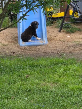 Verkaufe süße Bordercollie Welpen