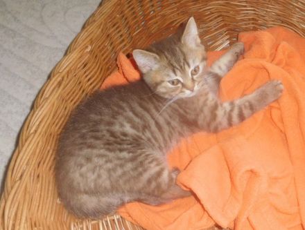 Britisch Kurzhaar Kitten mit STB