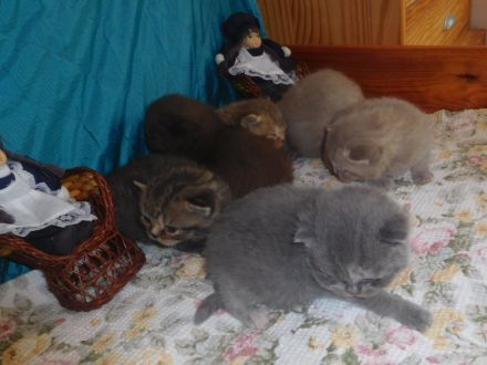 Britisch Kurzhaar Kitten mit STB