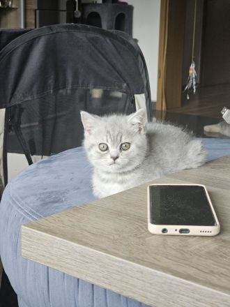 (Abgabebereit) BKH Britisch Kurzhaar Kitten zu verkaufen