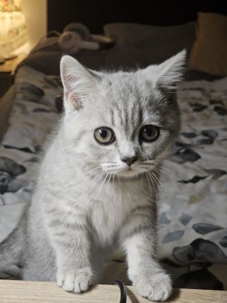 (Abgabebereit) BKH Britisch Kurzhaar Kitten zu verkaufen