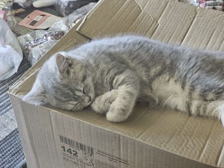 (Abgabebereit) BKH Britisch Kurzhaar Kitten zu verkaufen